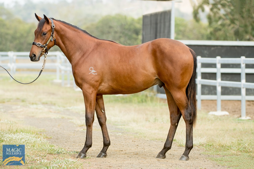 2021-gold-coast-yearling-sale-lot-987-spill-the-beans-aus-love